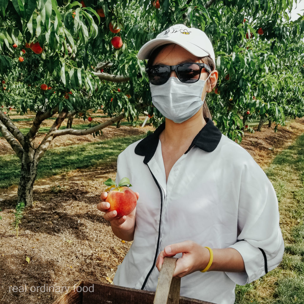 peach picking at dutchyn farm in niagara-on-the-lake