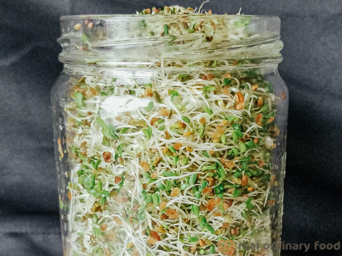 mason jar of alfalfa sprouts