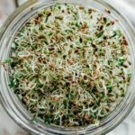 alfalfa sprouts in a jar