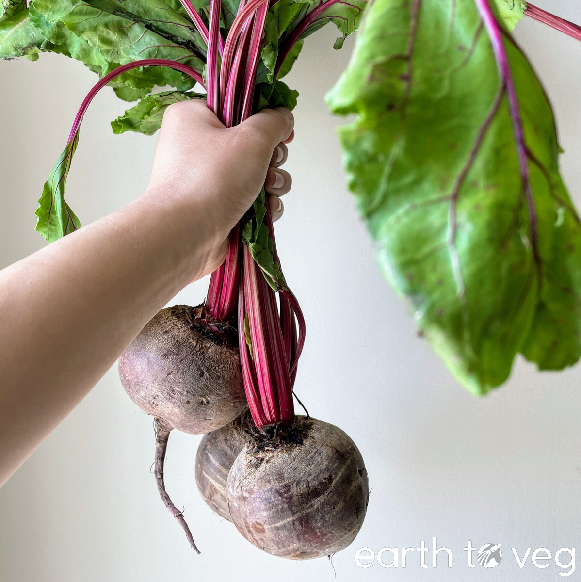 beetroot